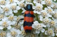 Trichodes apiarius