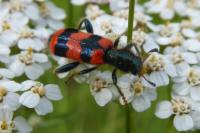 Trichodes apiarius