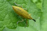 Lixus iridis