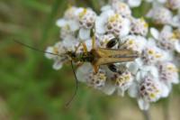 Oedemera podagrariae