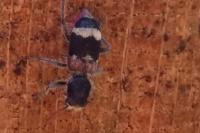 Clerus mutillarius