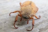 Amphimallon
