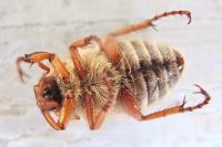 Amphimallon