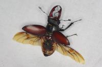 Lucanus cervus