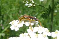Stenopterus rufus