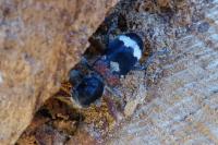 Clerus mutillarius