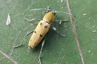 Chlorophorus glabromaculatus