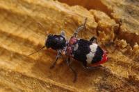 Clerus mutillarius