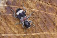 Clerus mutillarius