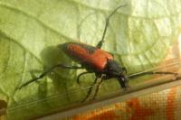 Stictoleptura cordigera