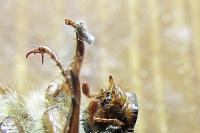 Amphimallon