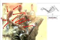 Amphimallon