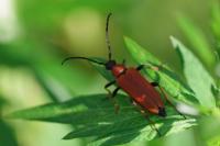 Stictoleptura rubra