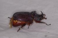 Oryctes nasicornis