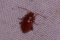 Neocrepidodera