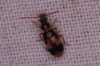 Notoxus monoceros