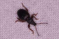 Otiorhynchus ovatus