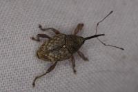 Curculio