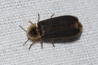 Lampyris noctiluca