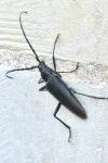 Cerambyx cerdo