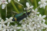 Clanoptilus elegans