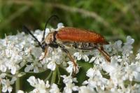 Stictoleptura rubra
