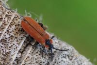 Lygistopterus sanguineus