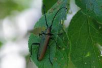 Aromia moschata