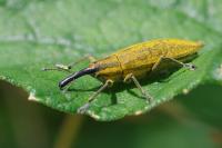 Lixus iridis