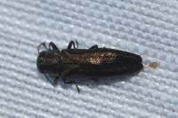 Agrilus