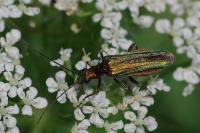 Oedemera nobilis