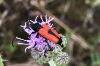 Stictoleptura cordigera