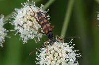 Leptura aurulenta
