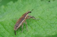 Lixus ochraceus