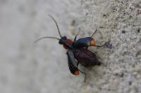 Clanoptilus marginellus