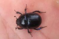 Anoplotrupes stercorosus