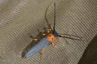 Oberea oculata