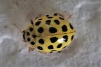 Psyllobora vigintiduopunctata