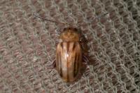 Arrhenocoela lineata