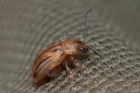 Arrhenocoela lineata