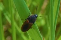 Ampedus sanguinolentus