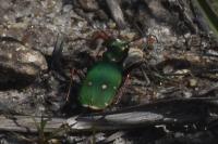Cicindela campestris