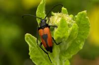 Stictoleptura cordigera