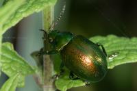 Chrysolina graminis