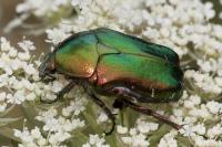 Cetonia aurata