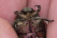 Cetonia aurata