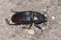 Lucanus cervus