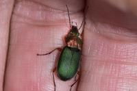 Chlaenius nigricornis