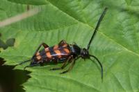 Leptura aurulenta