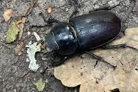 Lucanus cervus